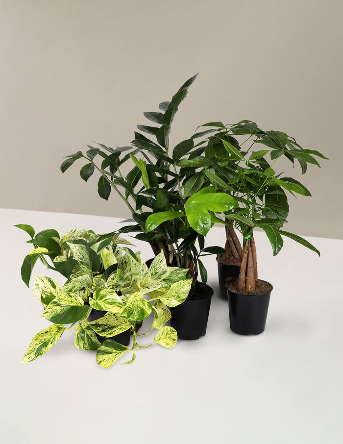 bundle | Small | Grow Pot