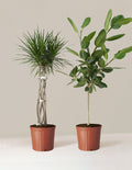 bundle | Large | Grow Pot
