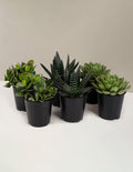 bundle | 6-Pack | Grow Pot