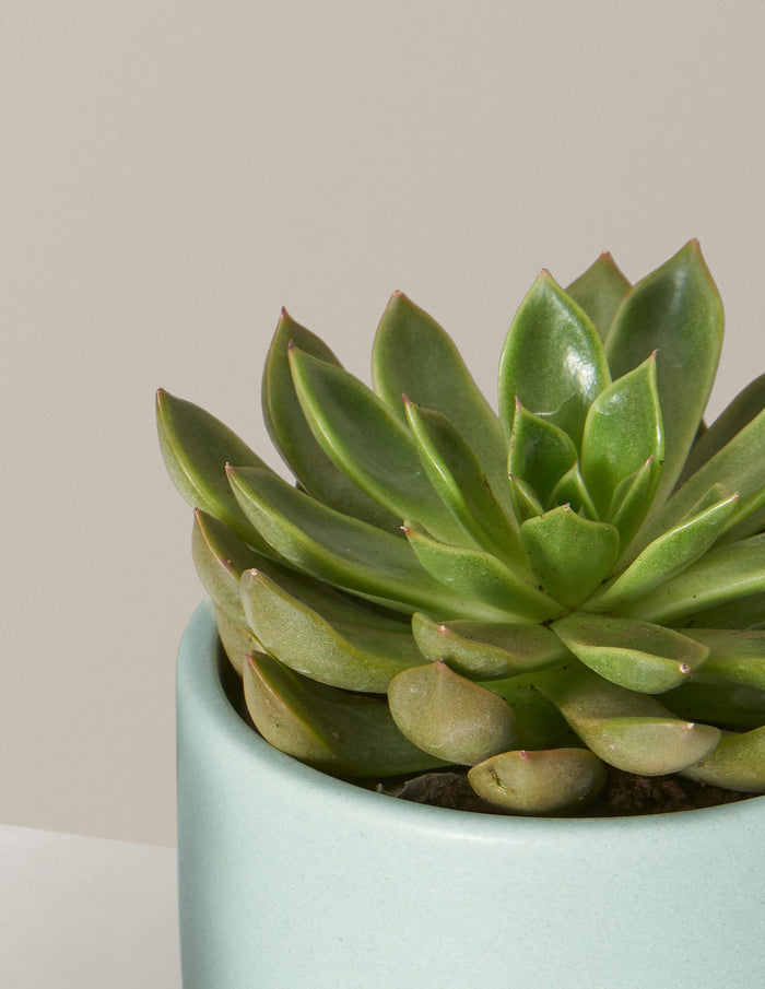 Succulent Squad Party Pack