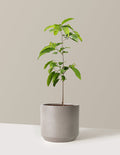 bundle | 3 Gallon | Mexia | Cement Grey
