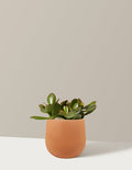 bundle | Small | Raven | Terracotta