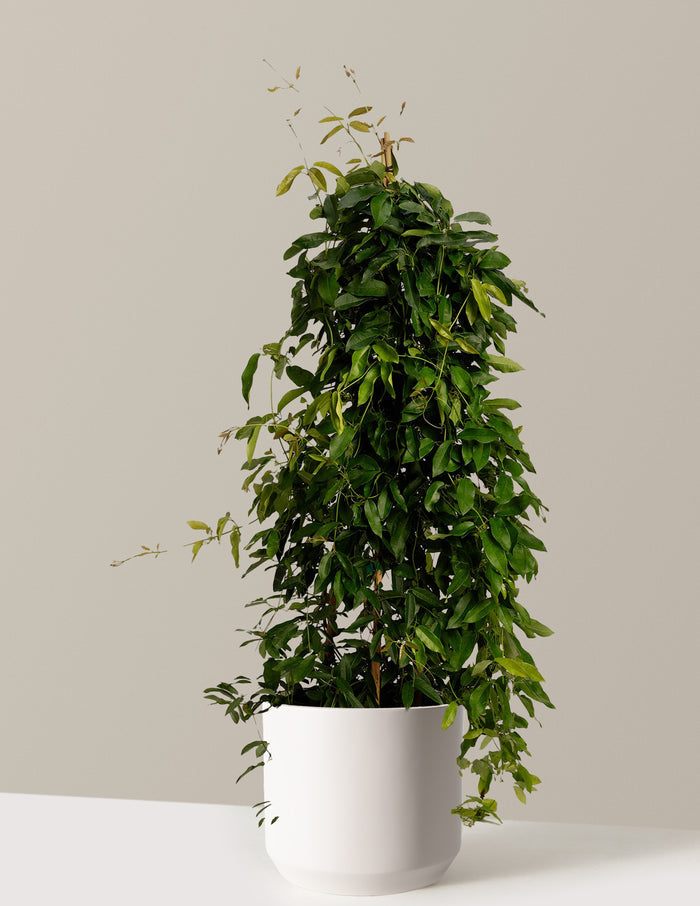 bundle | 3 Gallon | Mexia | Cream