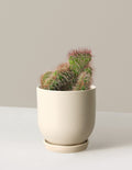 bundle | Small | Westcott | Cream