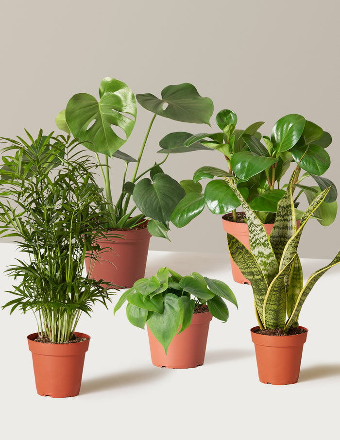 bundle | Grow Pot | Plastic