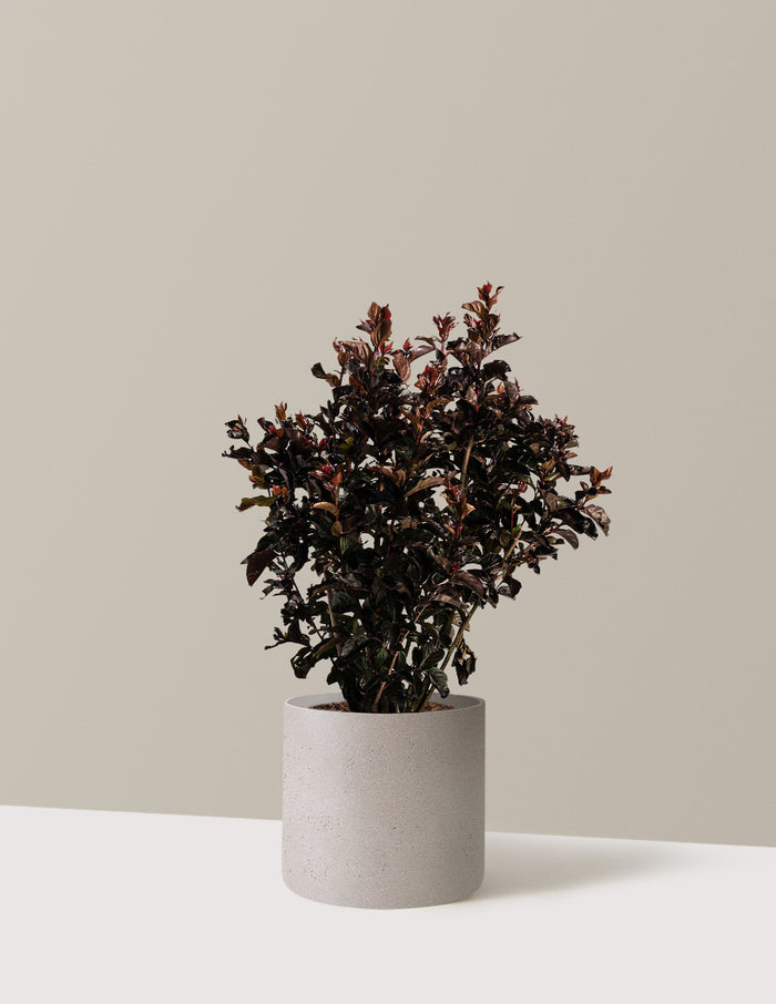bundle | 2-3 ft. | Agnes | Cement Grey