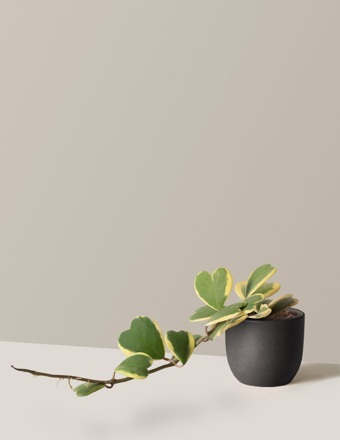 bundle | Medium | Grant | Black