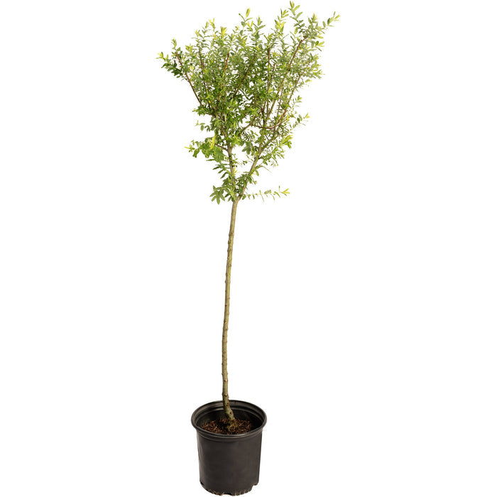 Tri-Color Dappled Willow Tree