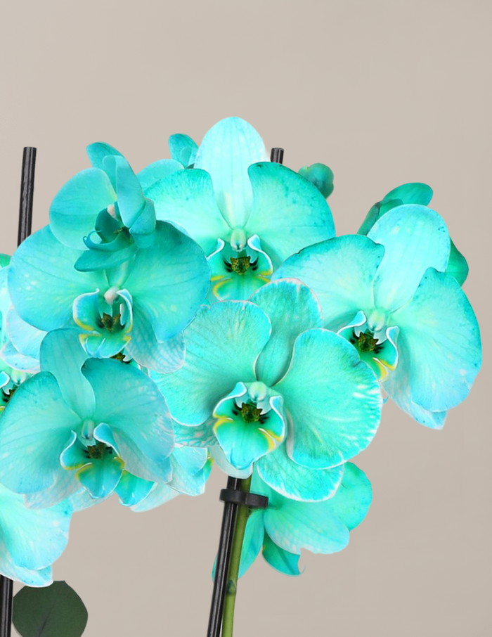 Turquoise Watercolor Double Orchid