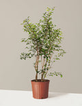bundle | 3-4 ft. | Grow Pot
