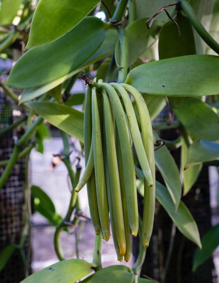 Vanilla Orchid