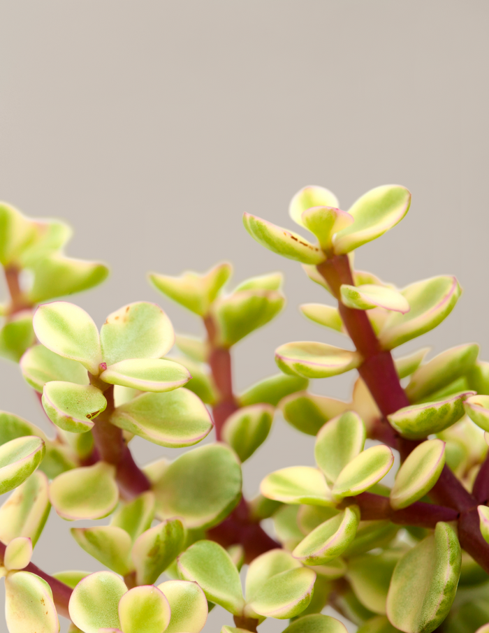 Variegated Elephant Bush Prosperity Plant