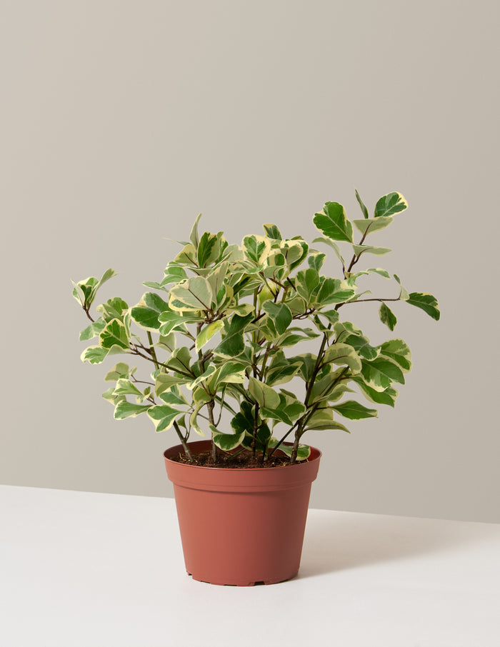 bundle | Medium | Grow Pot