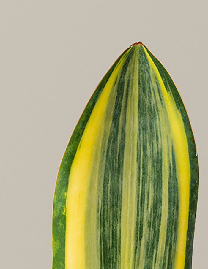 Variegated Whale Fin Snake Plant