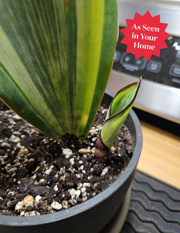 Variegated Whale Fin Snake Plant