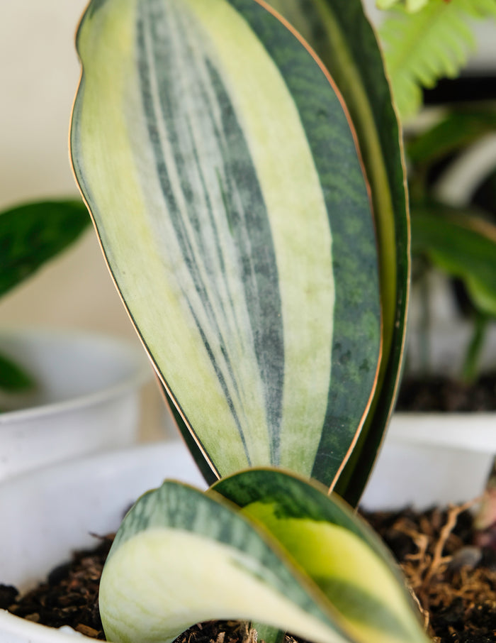 Variegated Whale Fin Snake Plant
