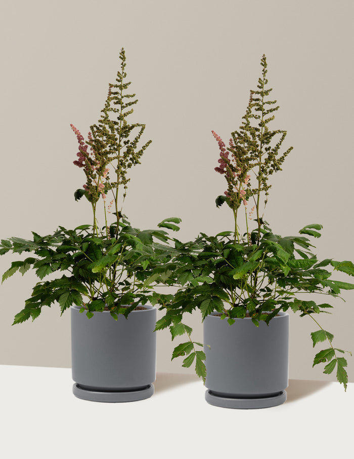 1 Gallon - 2-Pack / Isabella (8.25" wide) / Granite