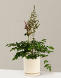 bundle | 1 Gallon - Single | Isabella | Almond