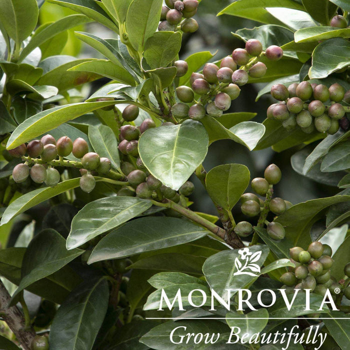 Volcano Cherry Laurel Topiary