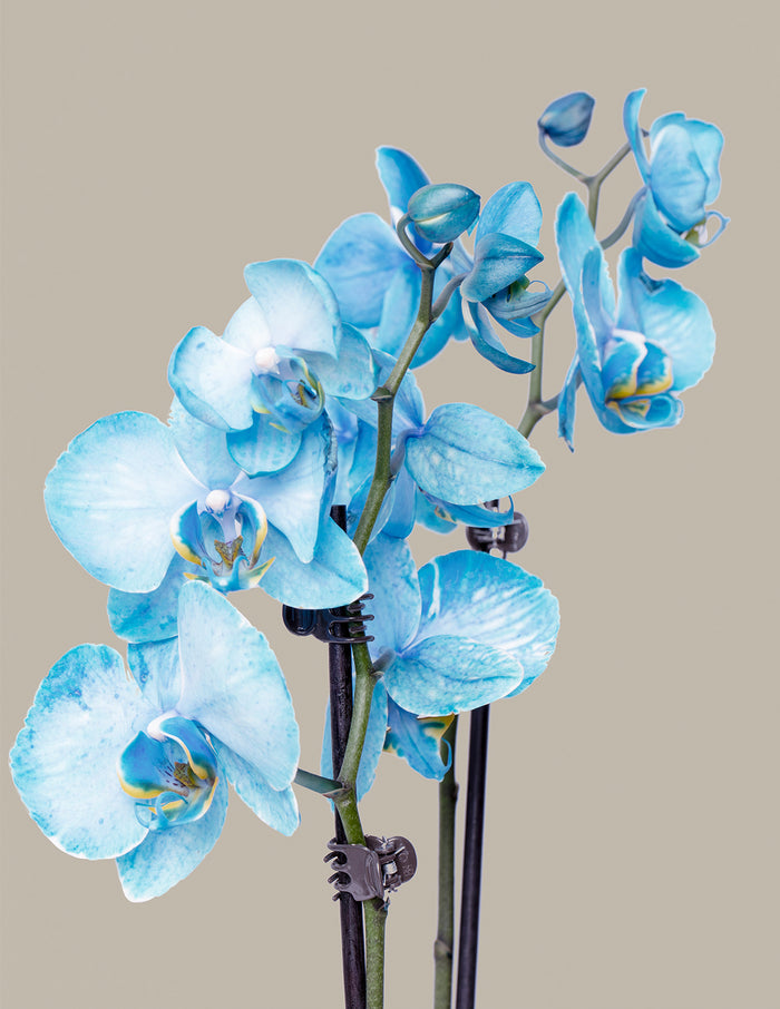 Watercolor Orchid Party Pack