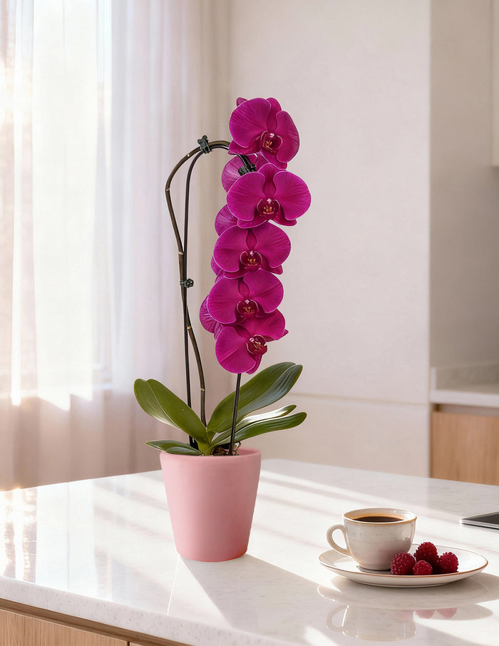 Waterfall Orchid