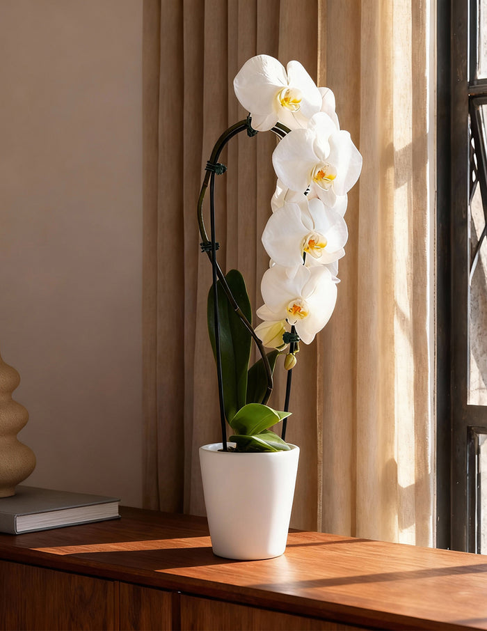 Waterfall Orchid