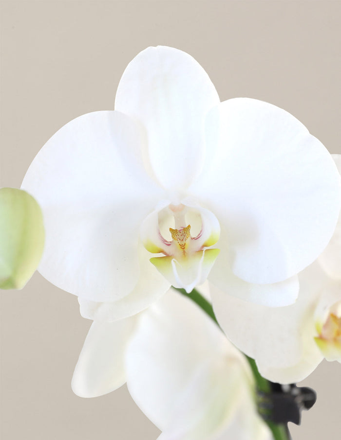 Waterfall Orchid