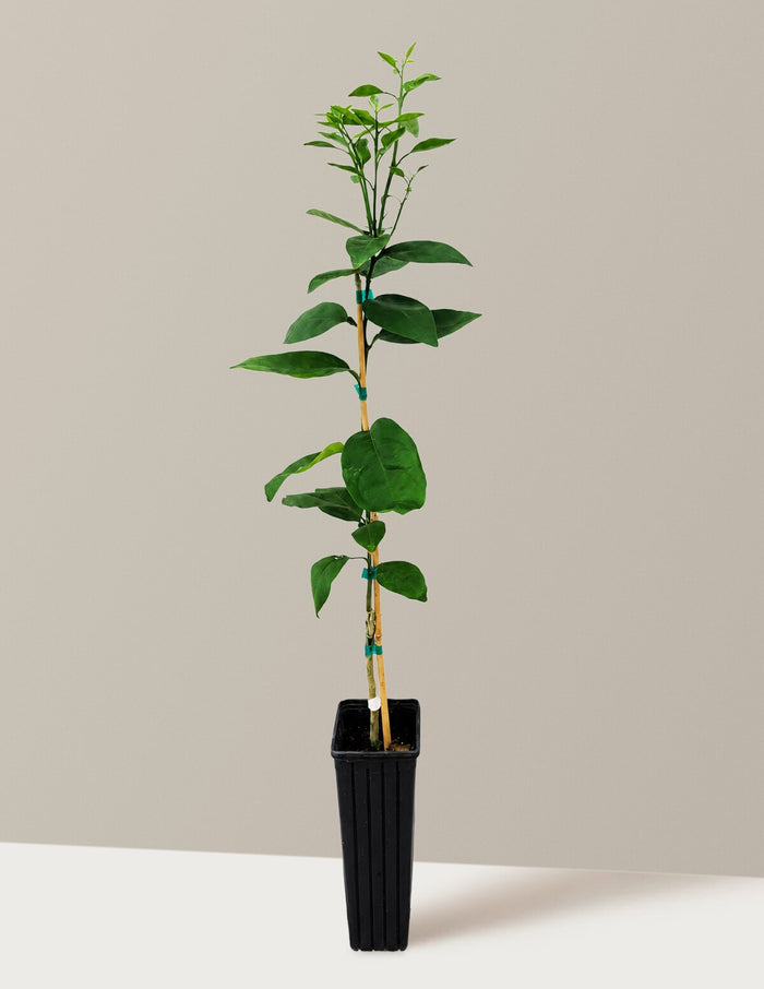 Westin Orange Tree