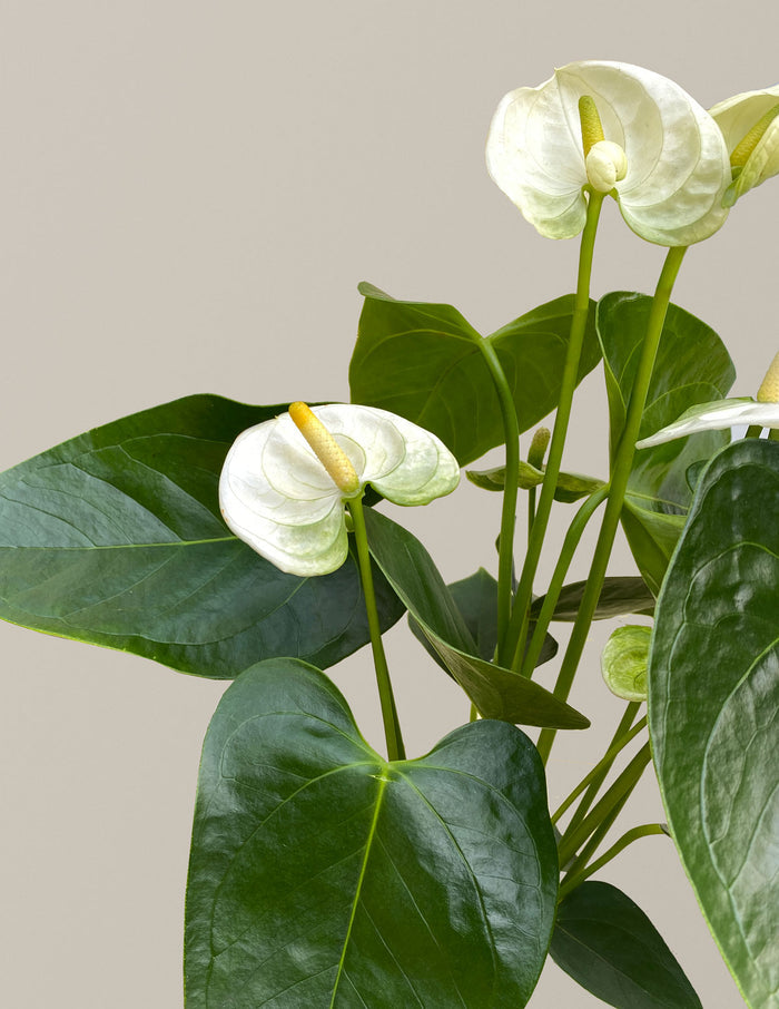 White Anthurium