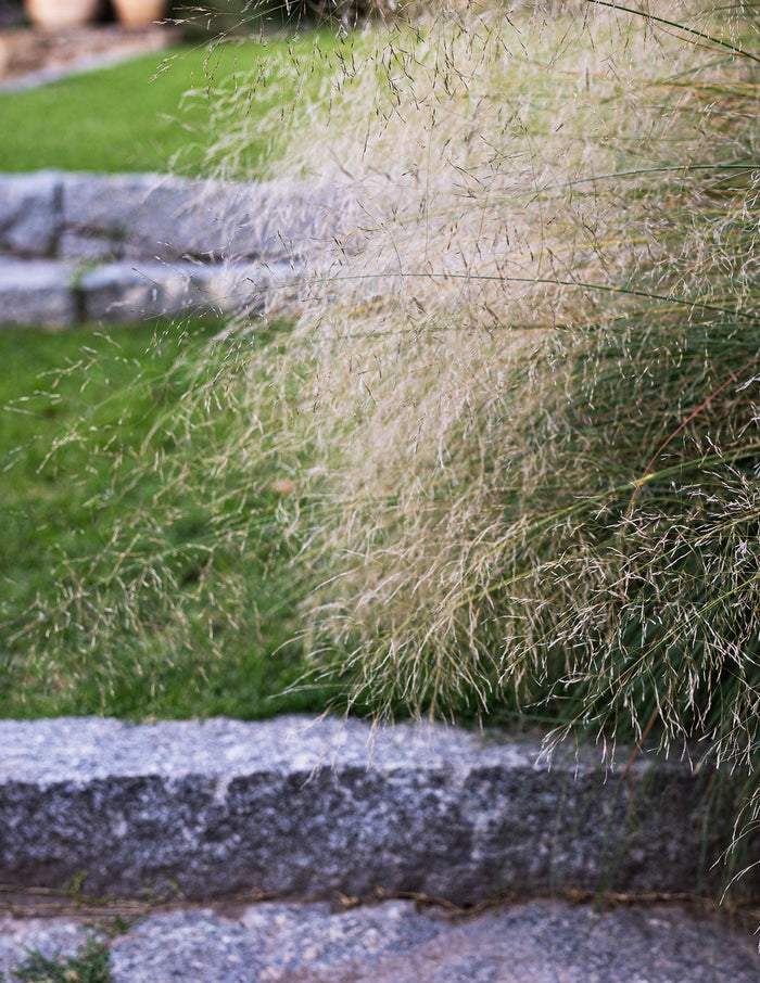 White Cloud Muhly Grass