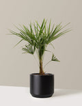 bundle | 3 Gallon | Mexia | Black
