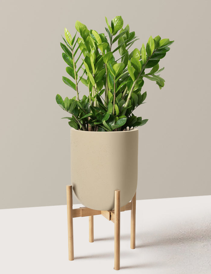 Large (2-3' tall) / Pallas with Light Bamboo Stand (12" wide) / Sand